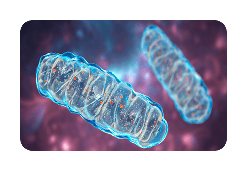Advanced Mitochondrial Formula