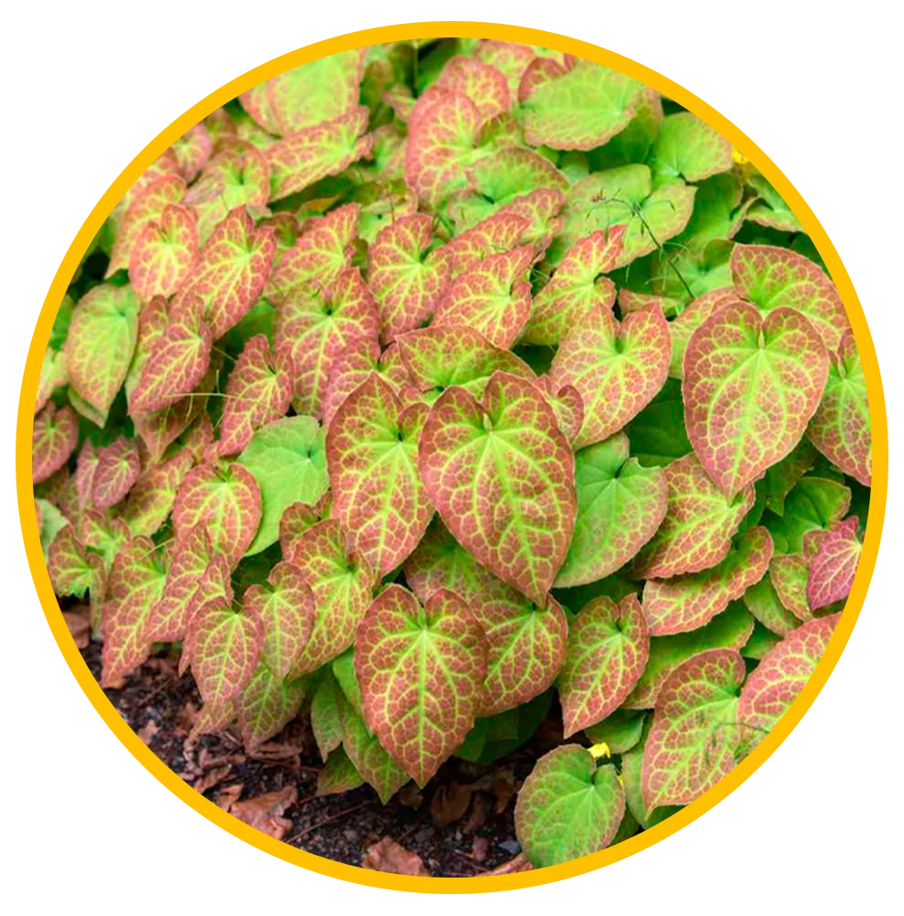 Prime Perform